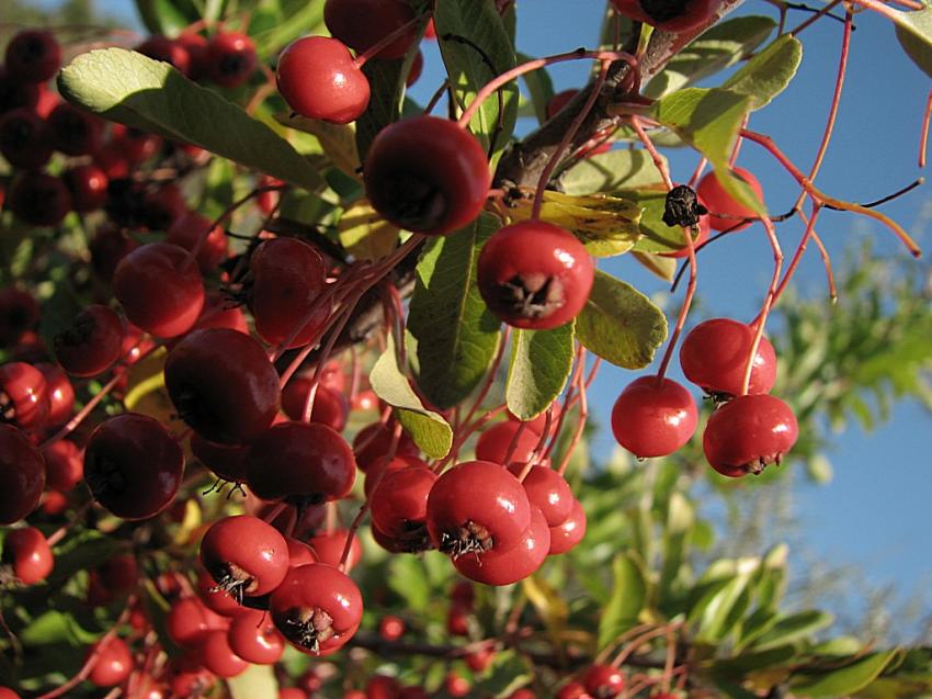 fruits du cotoneastre
